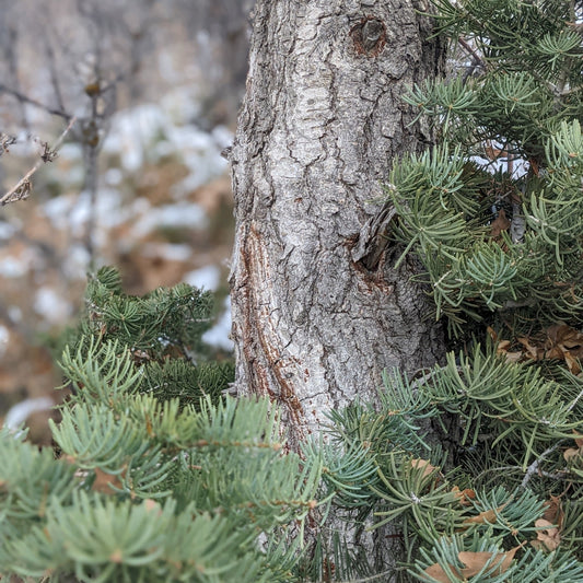 White Fir