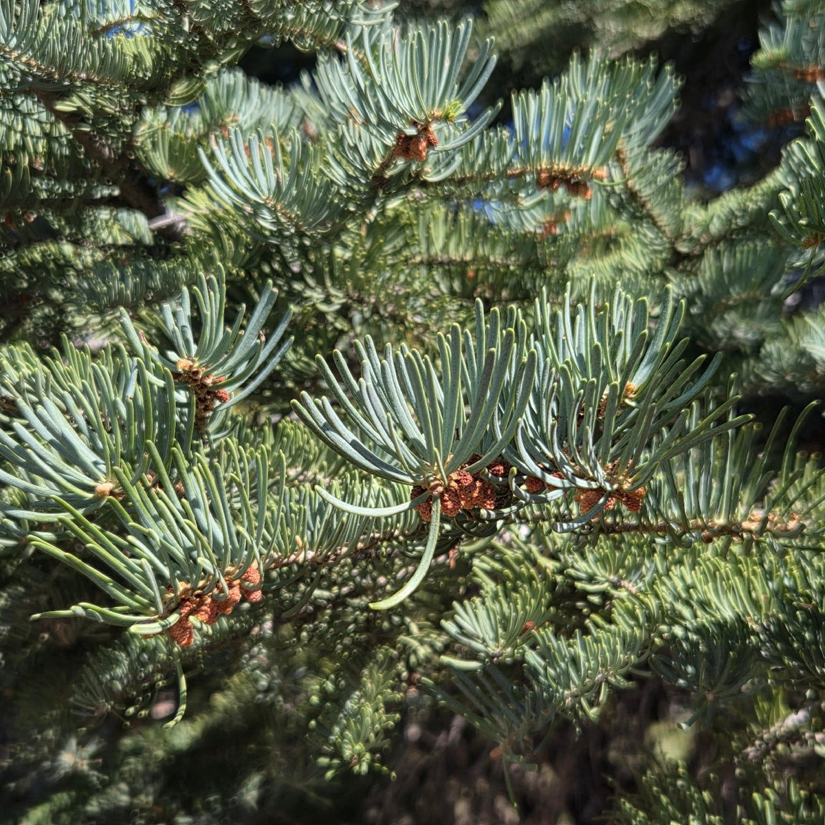 White Fir