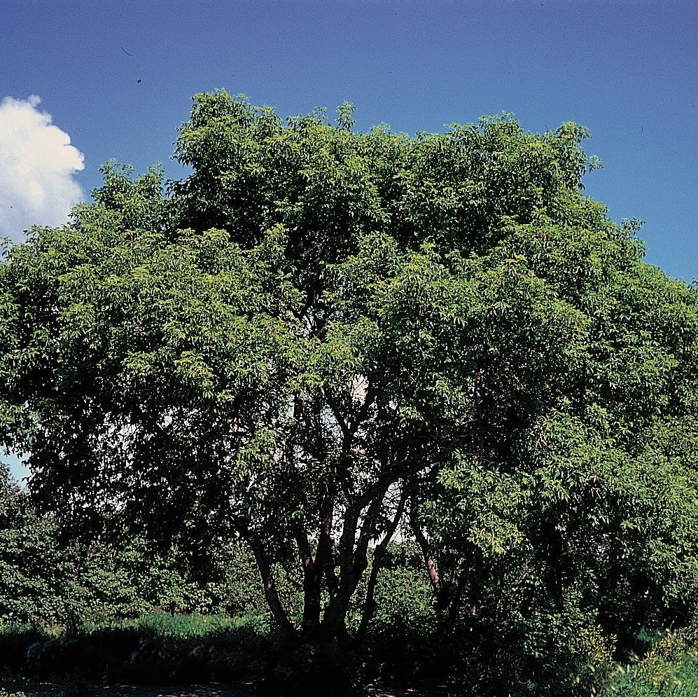 Boxelder