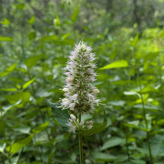 Agastache ‘Arizona Snow’