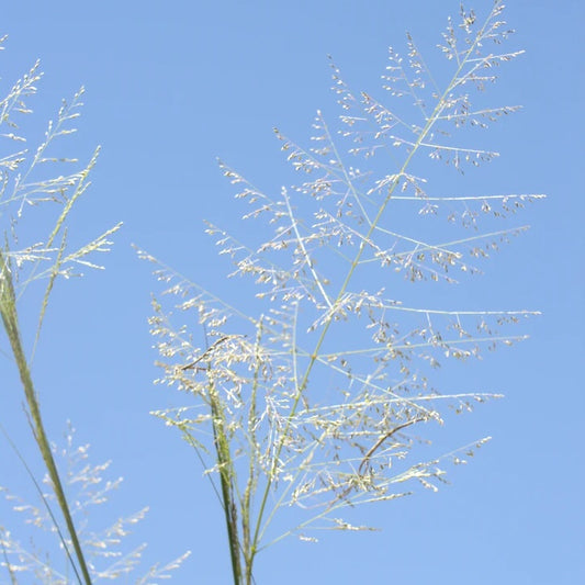 Alkali Sacaton Sporobolus airoides seed head
