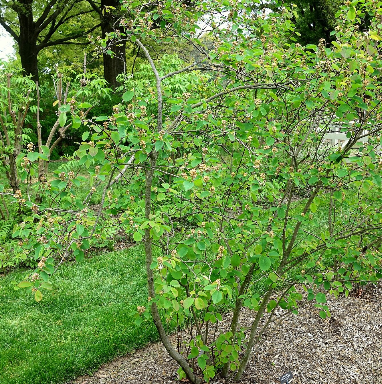 Saskatoon Serviceberry