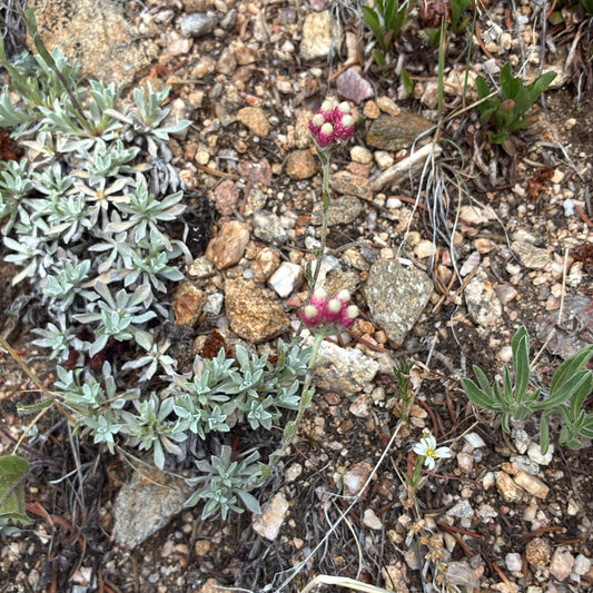 Rosy Pussytoes