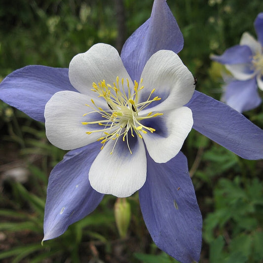 Rocky Mountain columbine Aquilegia caerulea