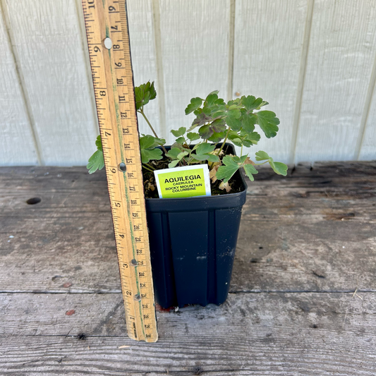Rocky Mountain columbine Aquilegia caerulea 3.5" pot