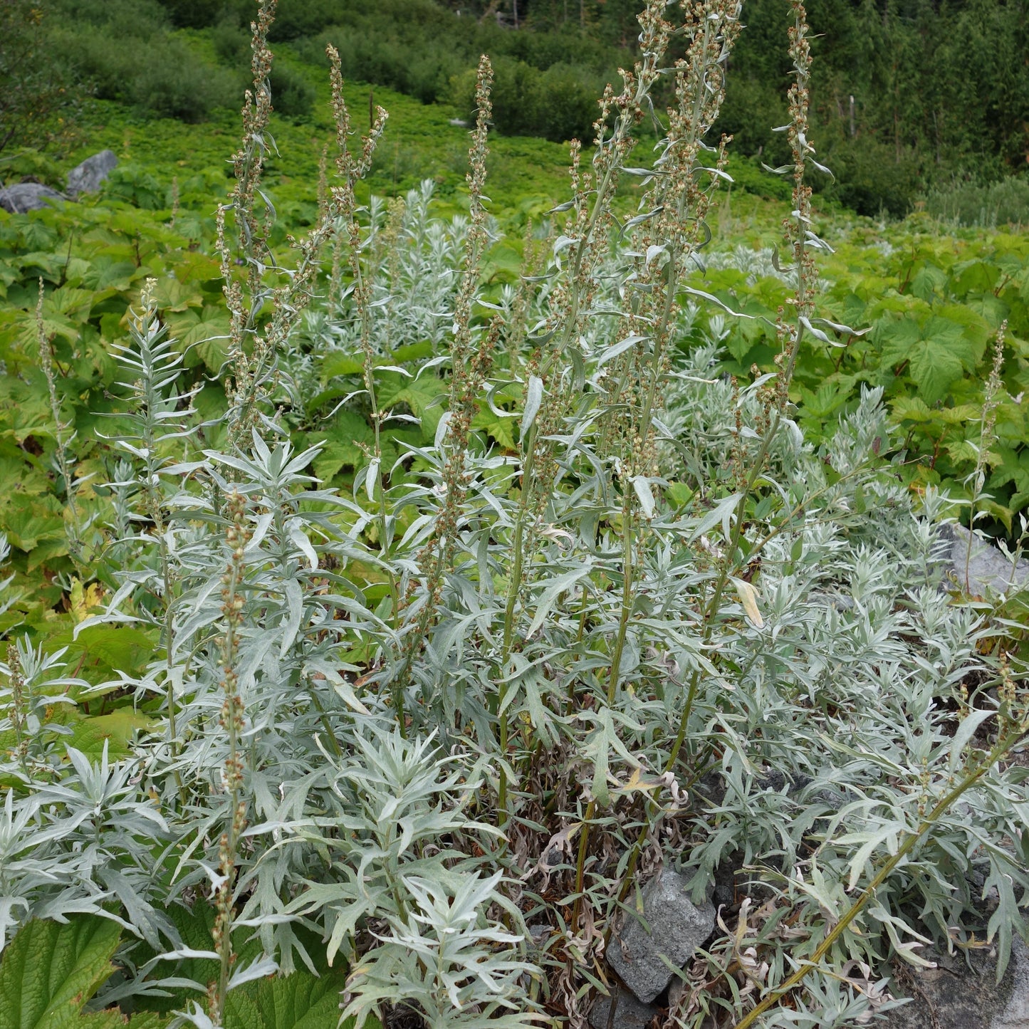 White Sagebrush
