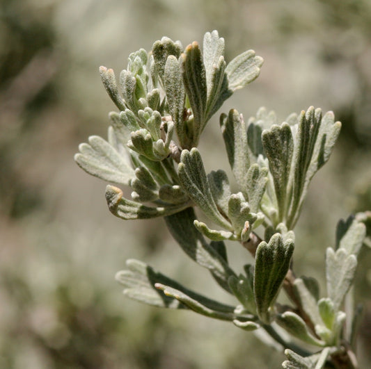Mountain Big Sagebrush Artemisia tridentata ssp. vaseyana