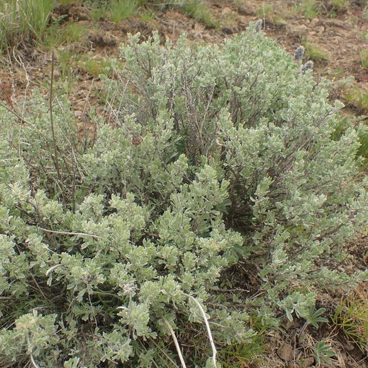 Low Sagebrush