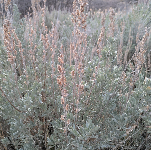 Mountain Big Sagebrush