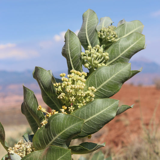 Broadleaf Milkweed