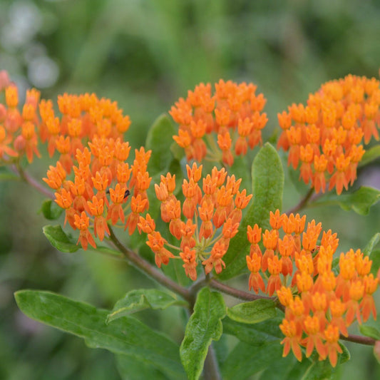 Butterfly Milkweed