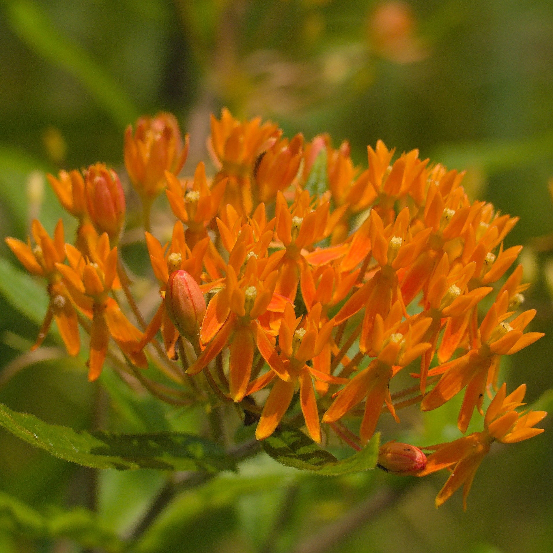 Butterfly Milkweed – Native Utah Plants