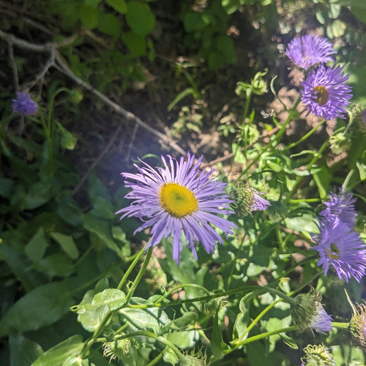 Aspen Fleabane