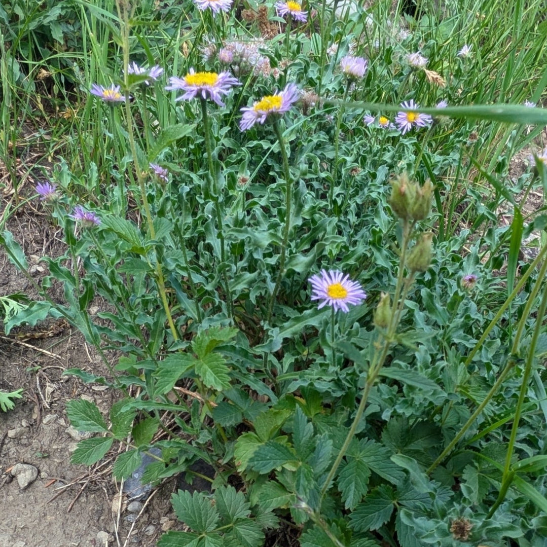 Aspen Fleabane