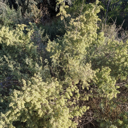 Fourwing Saltbush