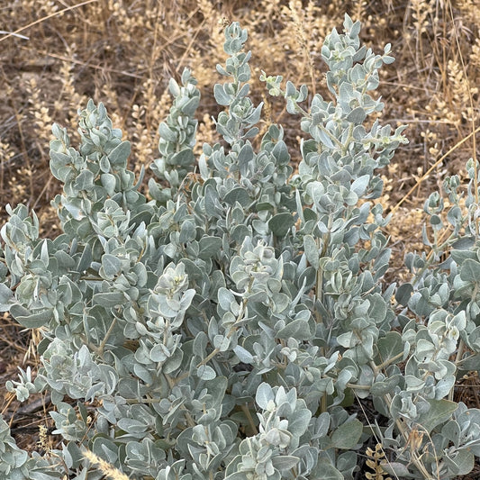 Shadscale Saltbush