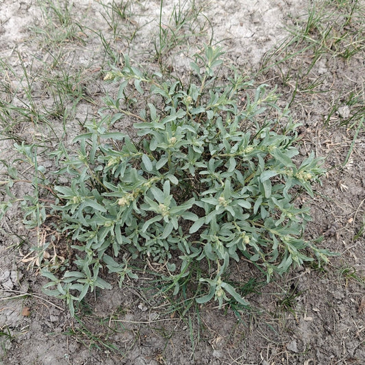Gardner’s Saltbush