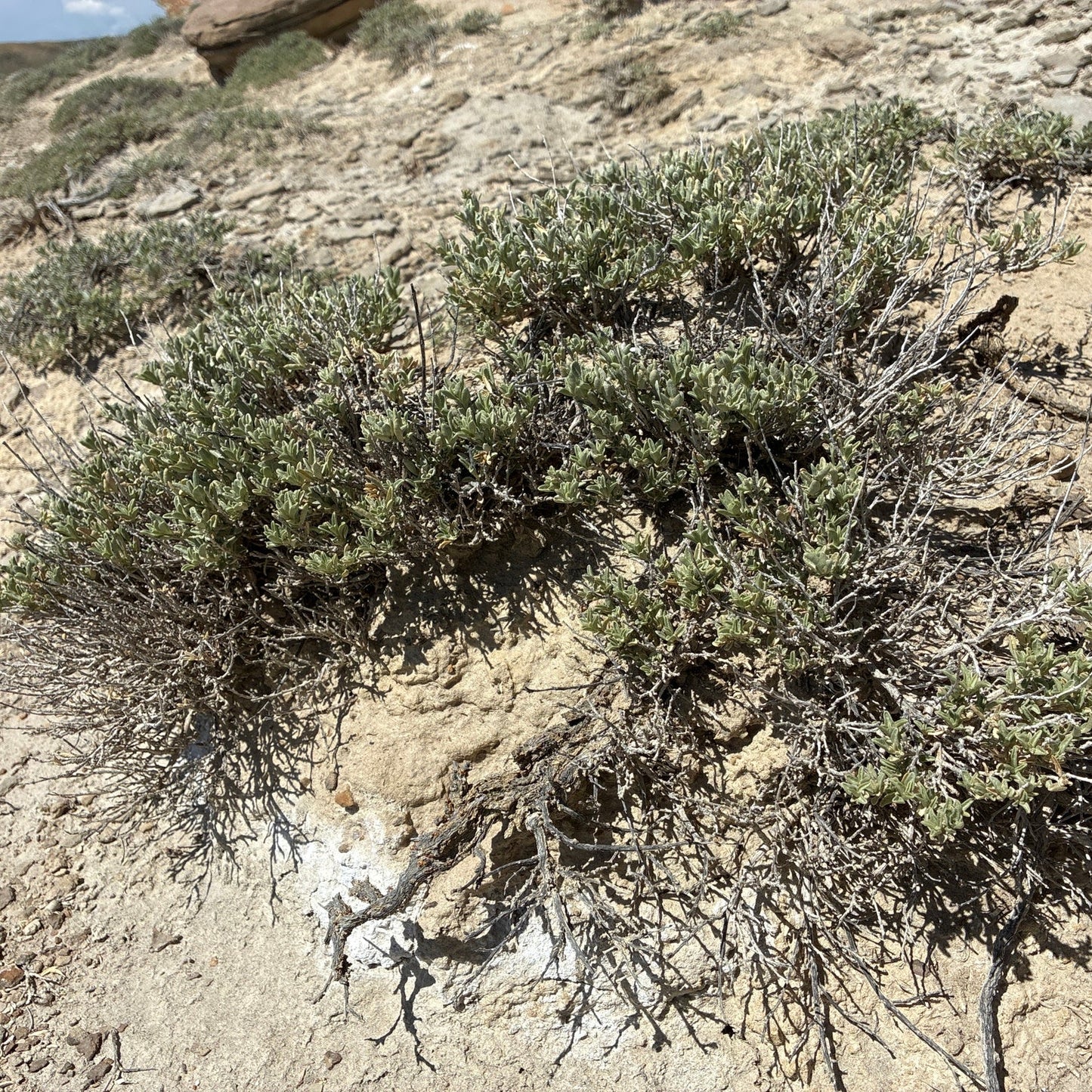 Gardner’s Saltbush
