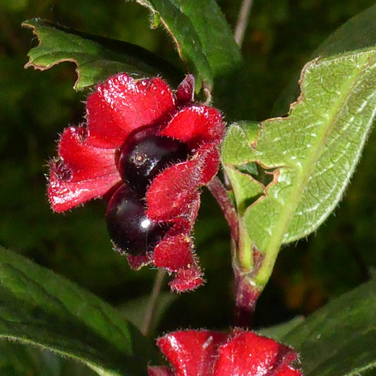 Twinberry Honeysuckle