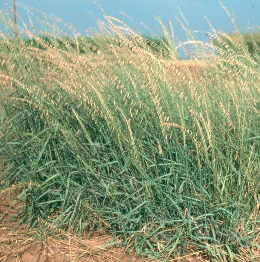 Sideoats Grama Bouteloua curtipendula