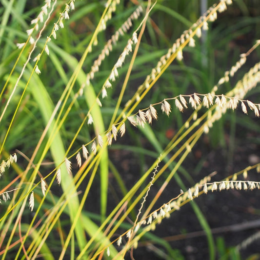 Sideoats Grama Bouteloua curtipendula seed heads