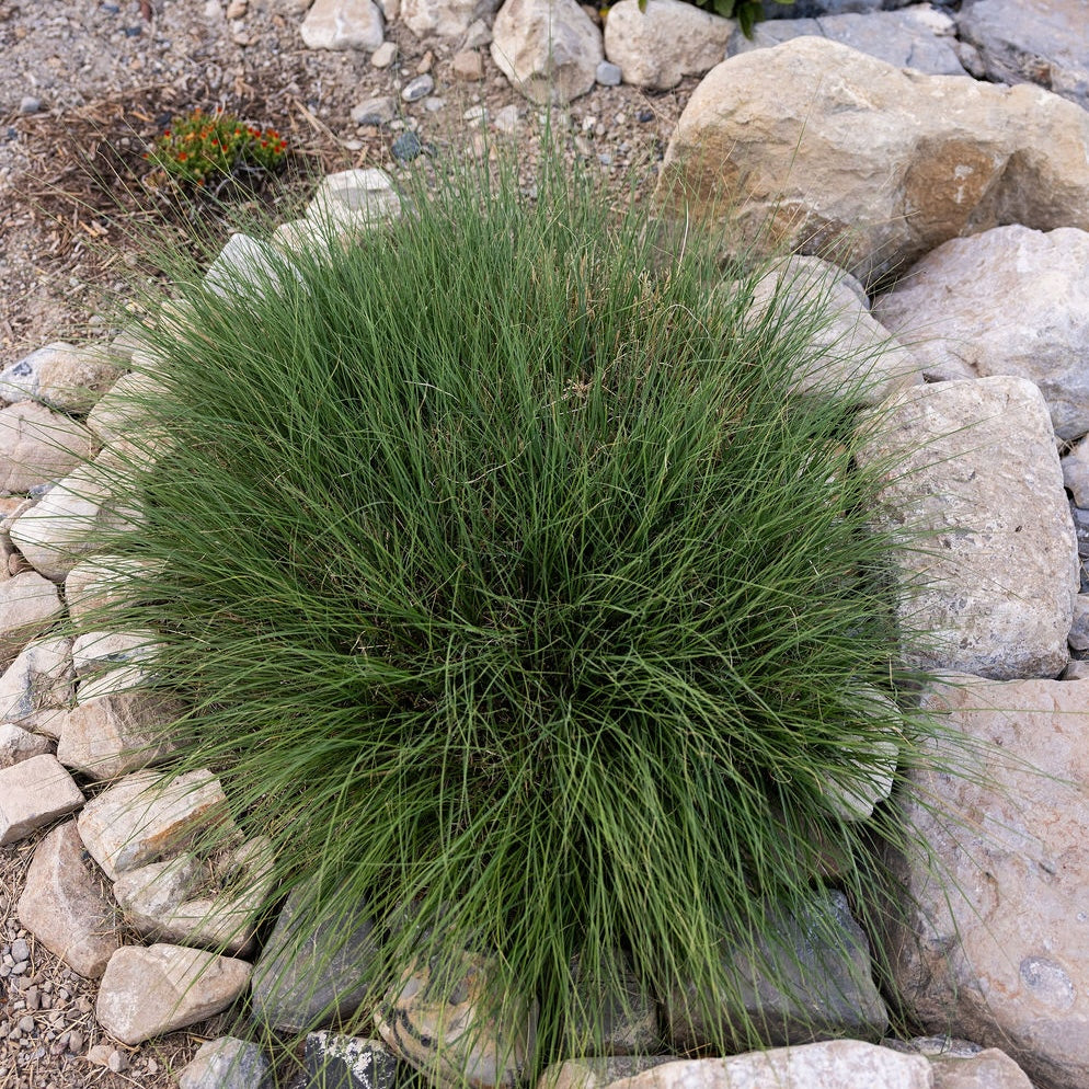 Blue Grama Grass