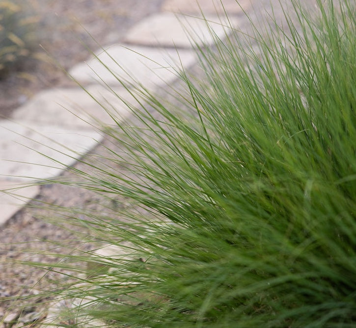 Blue Grama Grass