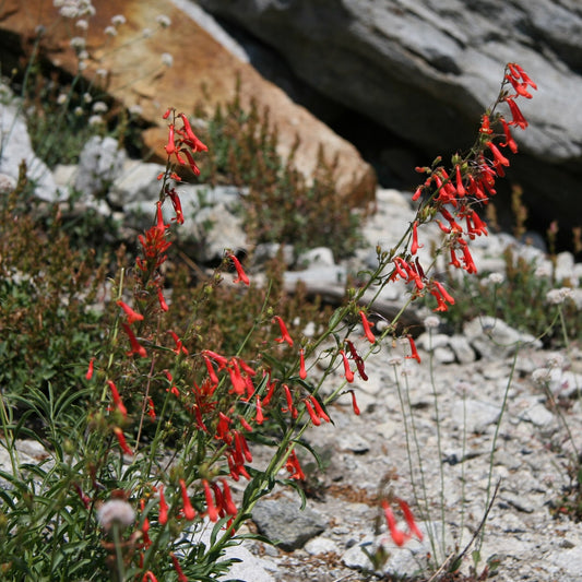 Bridges’ Penstemon