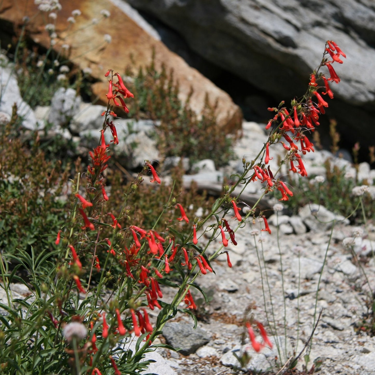 Bridges’ Penstemon