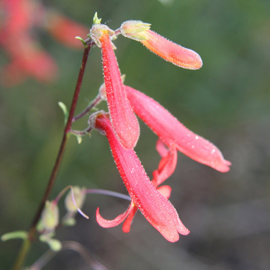 Bridges’ Penstemon