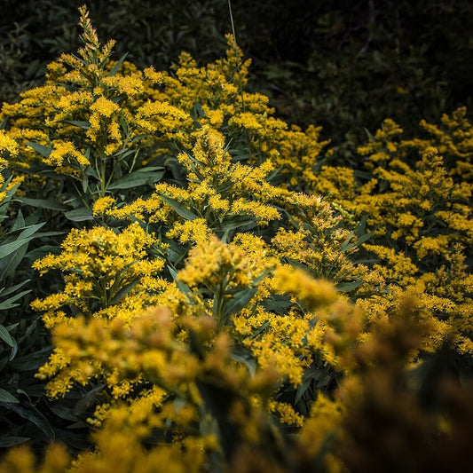 Goldenrod Solidago canadensis