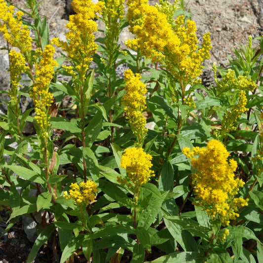 Elegant Goldenrod