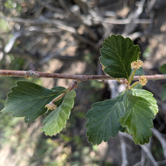 True Mountain Mahogany