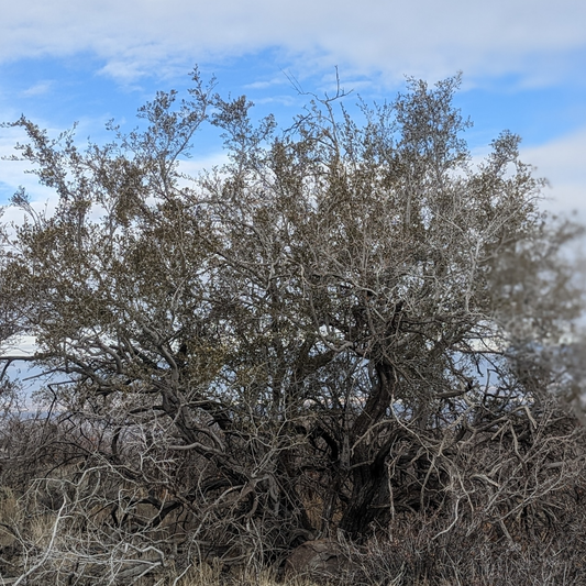 True Mountain Mahogany