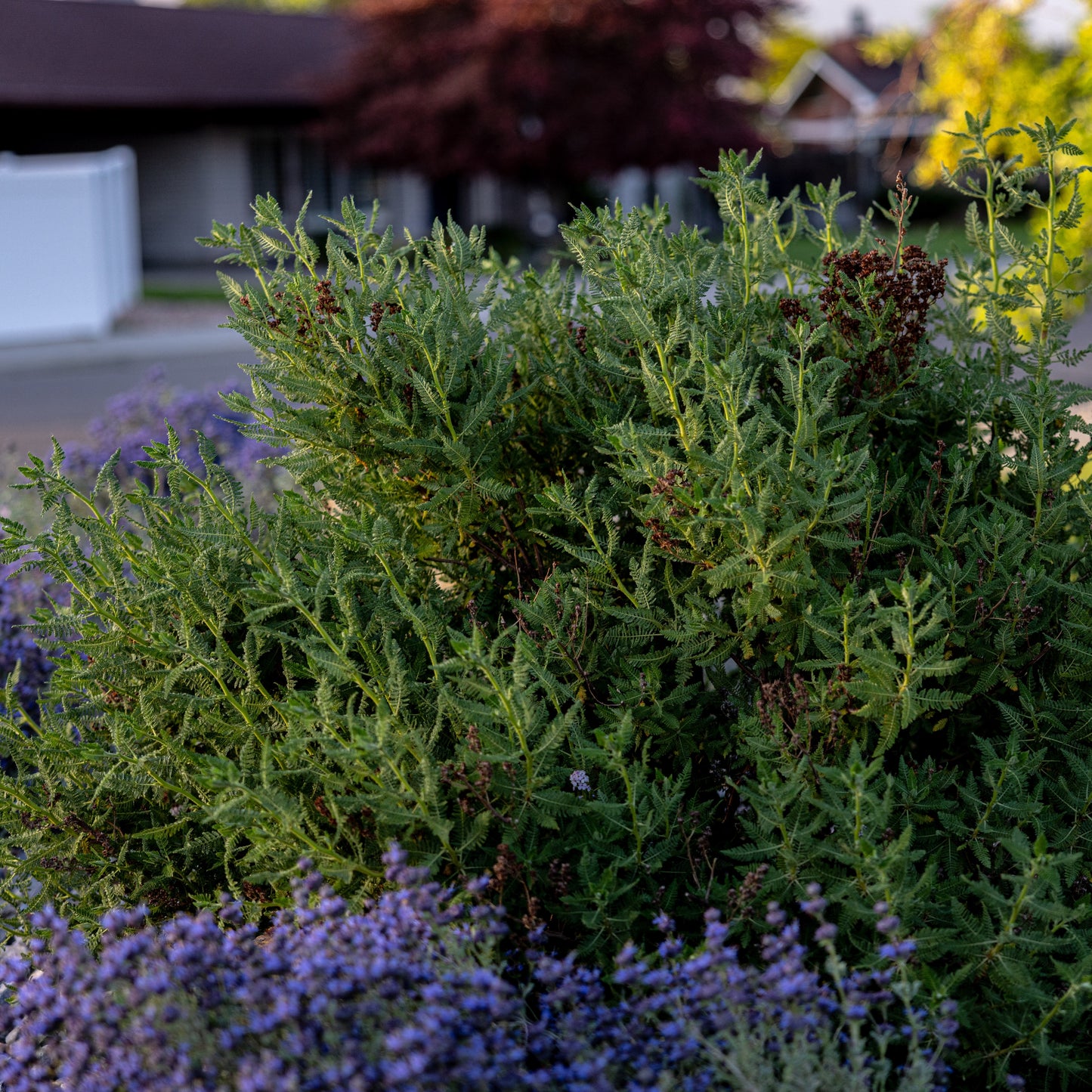 Fernbush