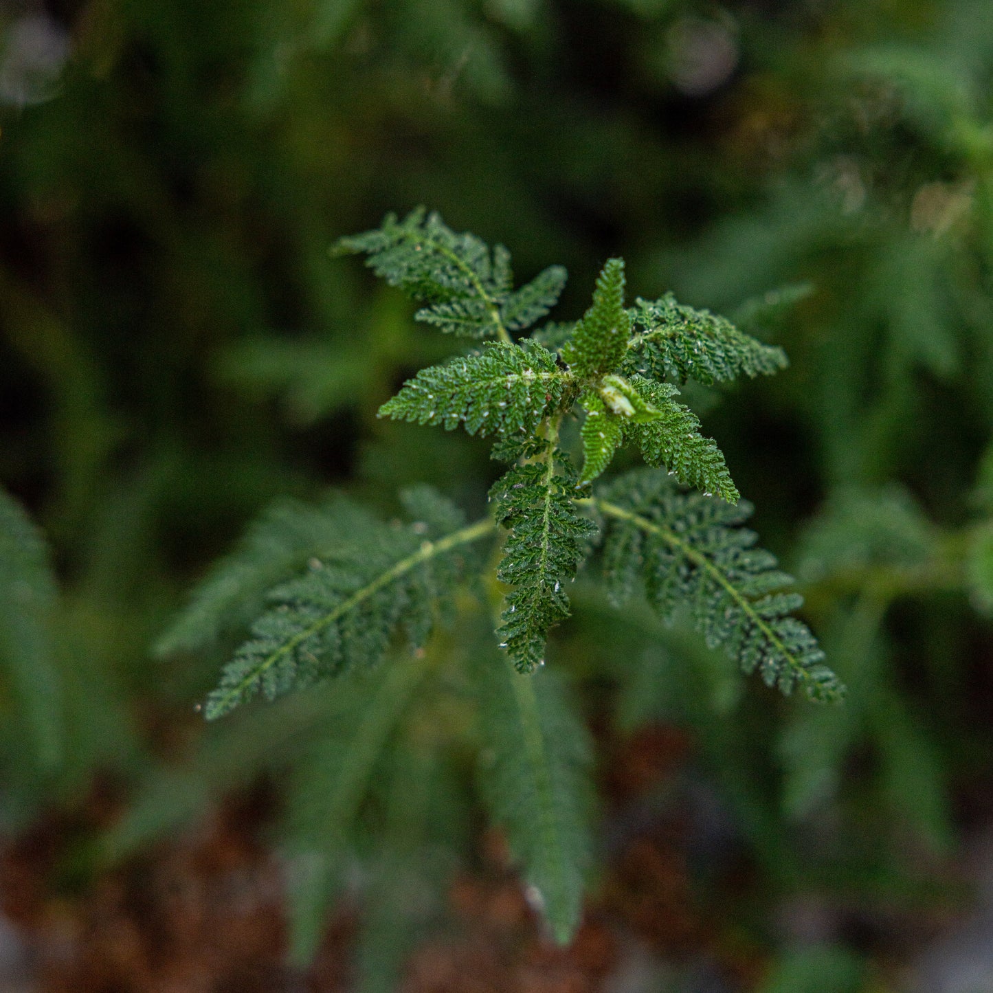 Fernbush