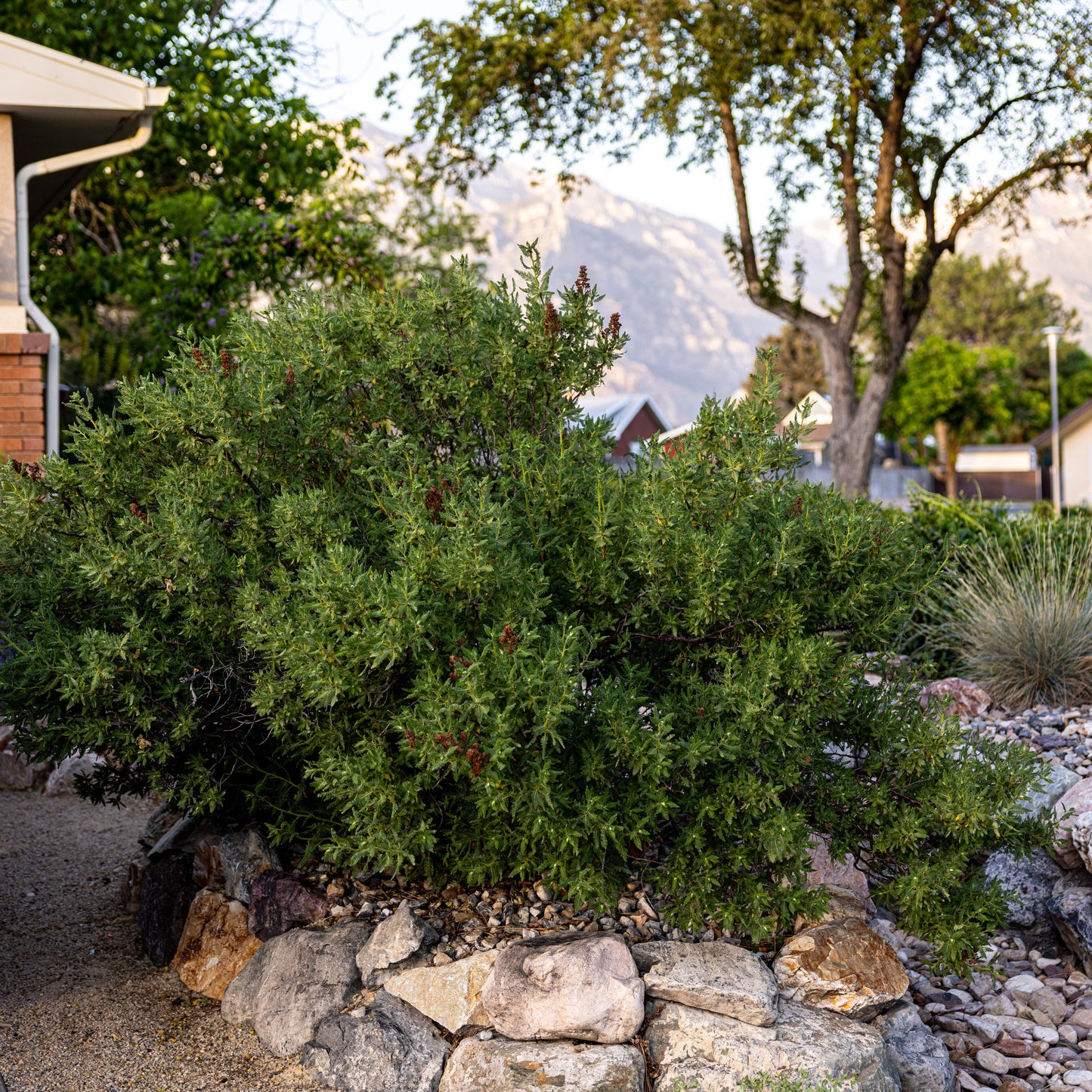 Fernbush