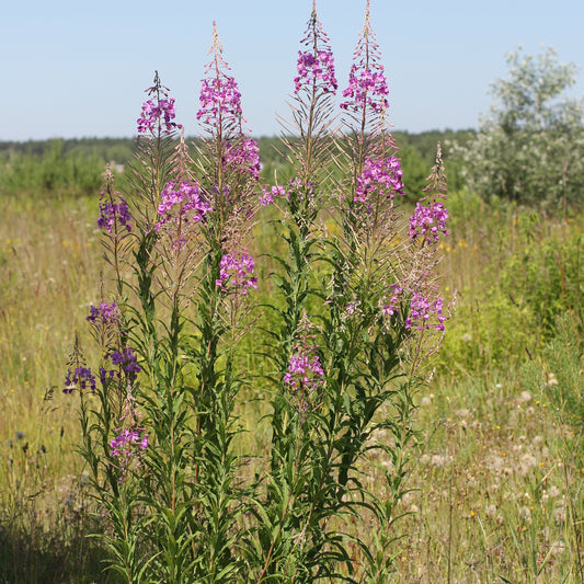 Fireweed