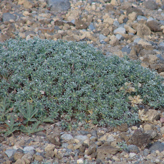 Alpine Lupine