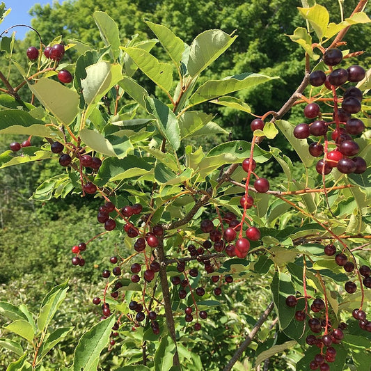 Western Chokecherry