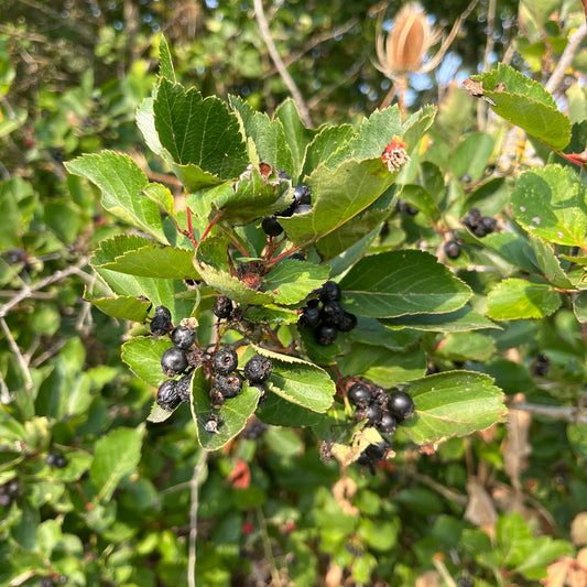 Black Hawthorne
