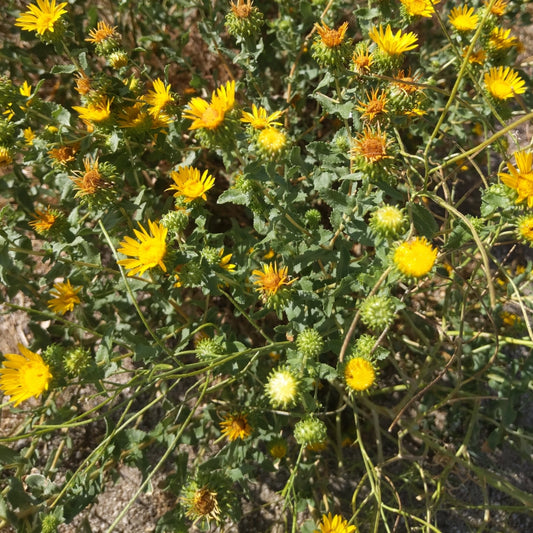Curlycup Gumweed
