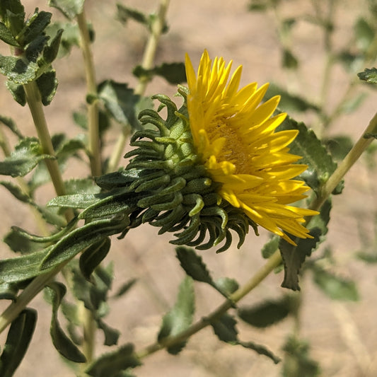 Curlycup Gumweed