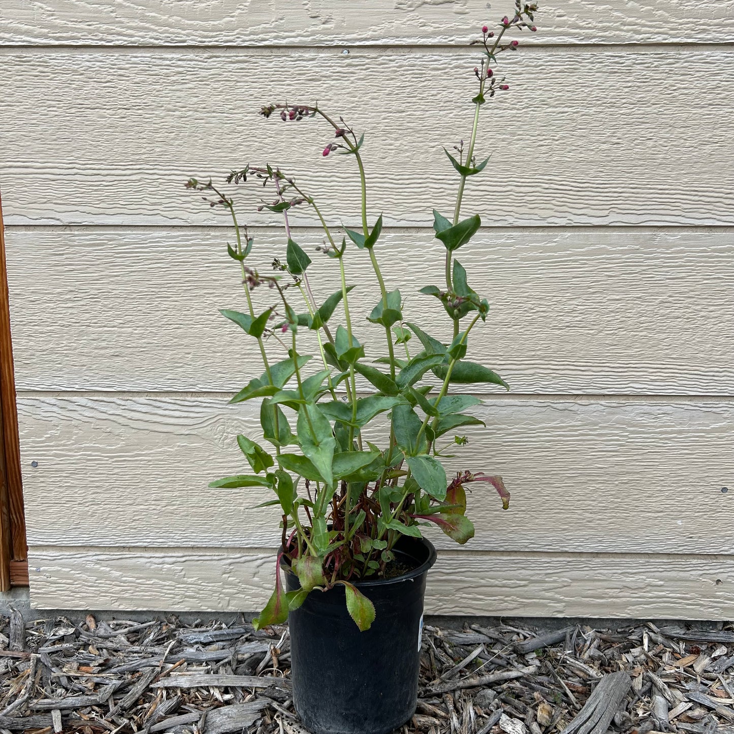 Desert Penstemon