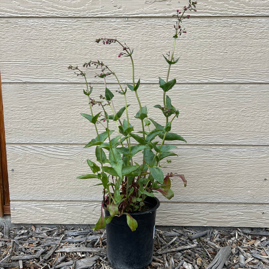 Desert Penstemon