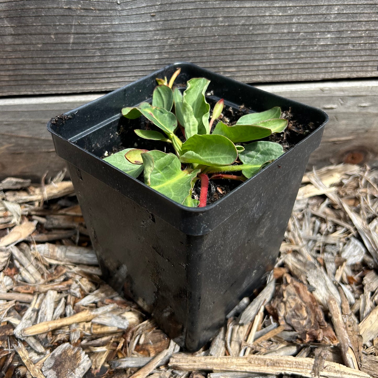 Dusty Penstemon