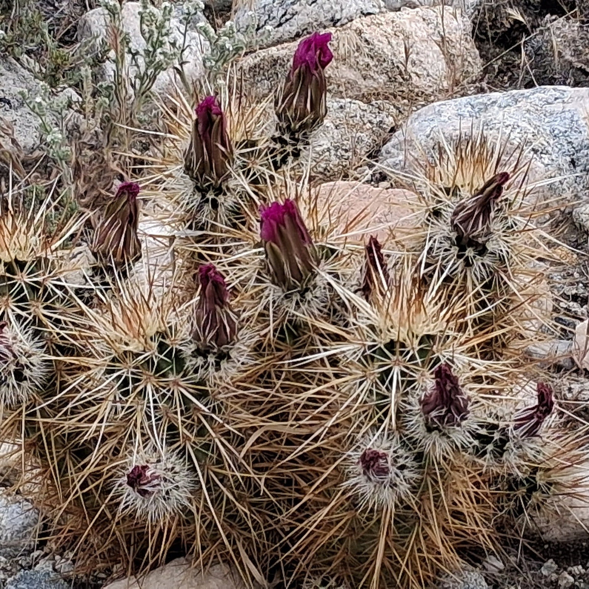 Englemann’s Hedgehog Cactus