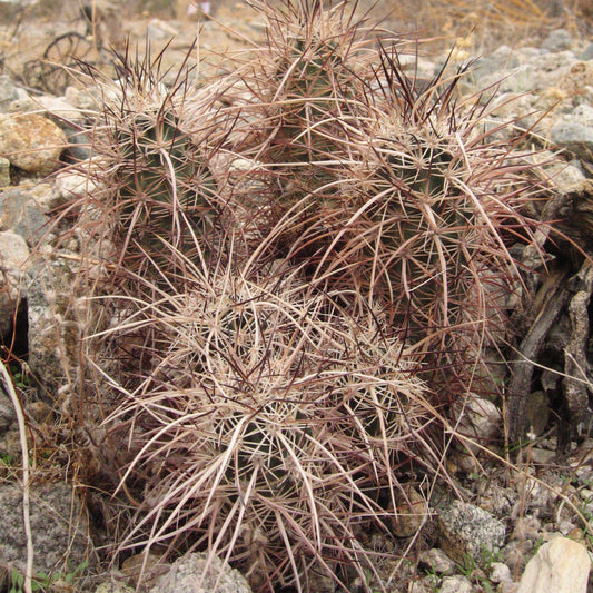 Englemann’s Hedgehog Cactus
