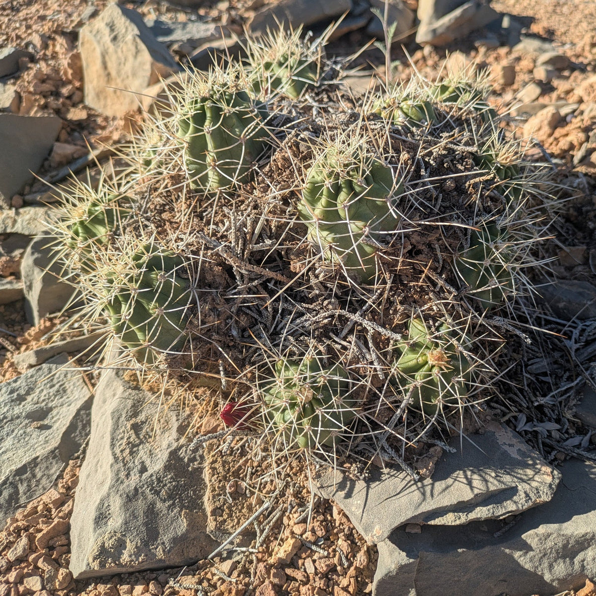 Mojave Kingcup Cactus