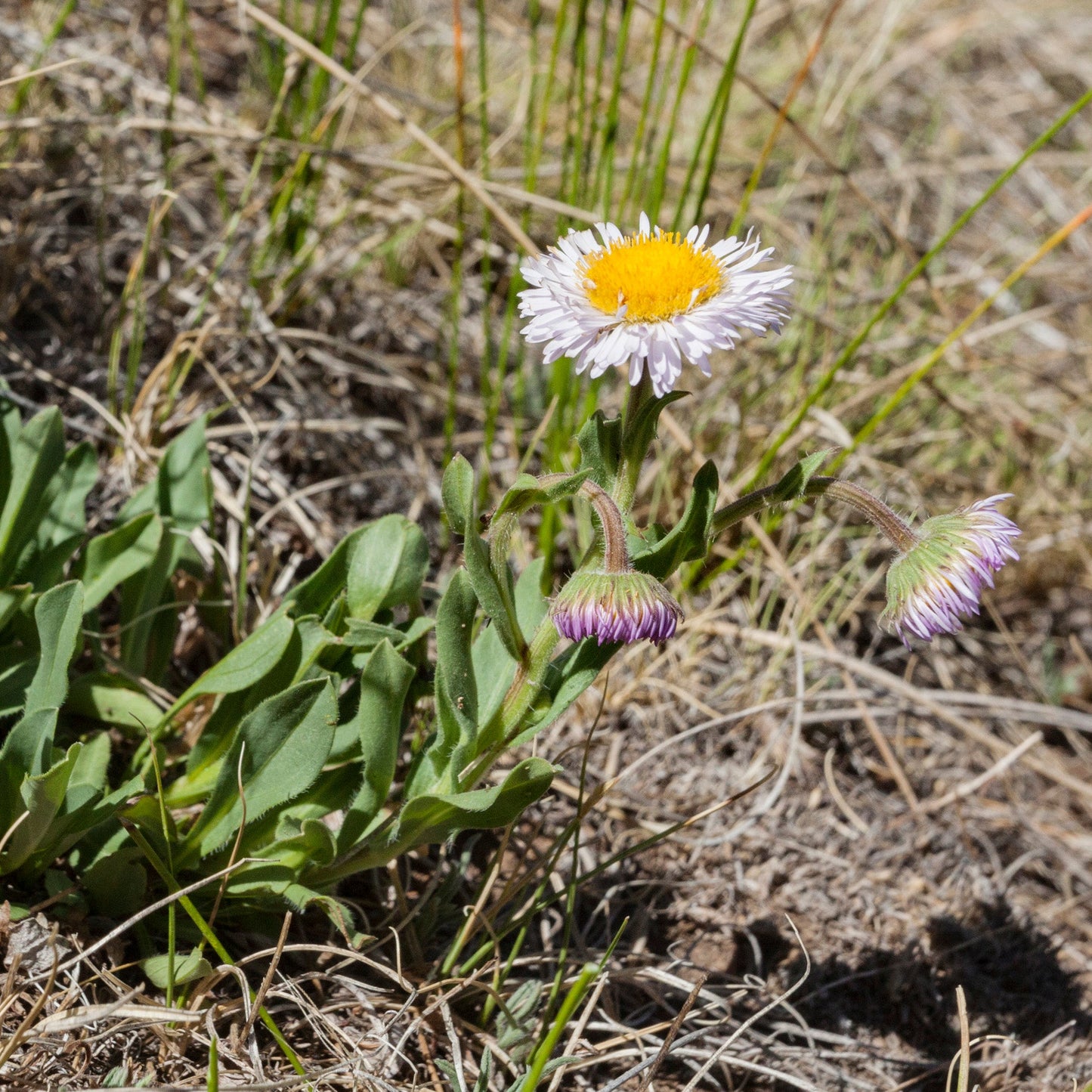 Mountain Fleabane 'Rambler'